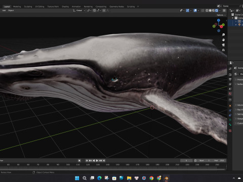 Whale 3Dモデル