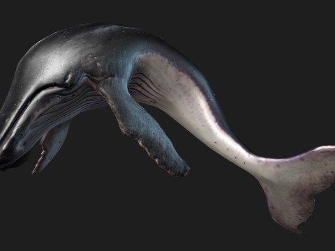 Whale 3Dモデル