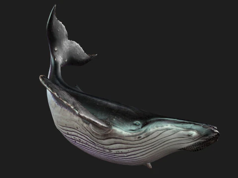 Baleine Modèle 3D