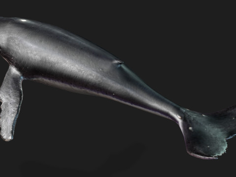 Whale 3Dモデル