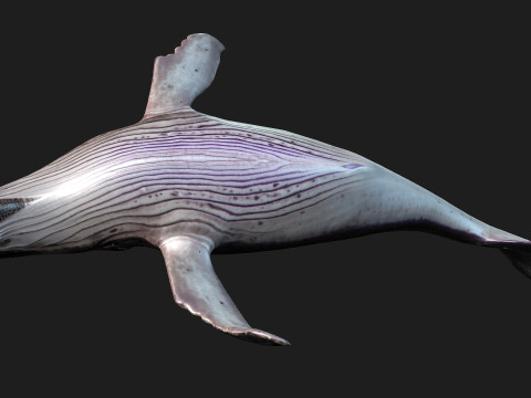 Whale 3Dモデル
