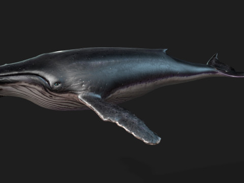 Whale 3Dモデル
