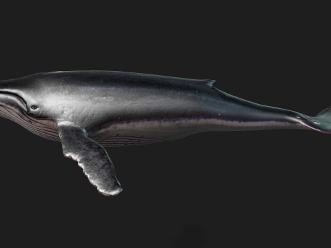 Whale 3Dモデル