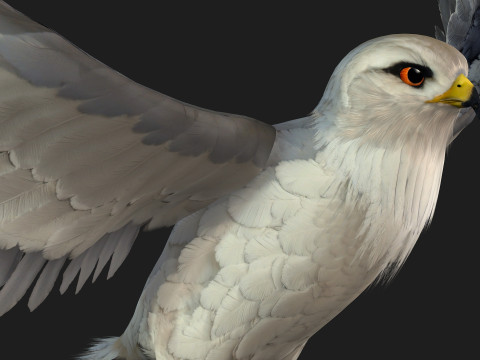 Falcon-A1 3D Модель
