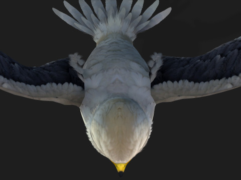 Falcon-A1 3D Модель