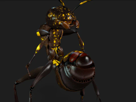 Formica-A1 Modello 3D