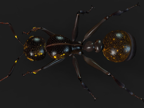 Ant-A1 3D 模型