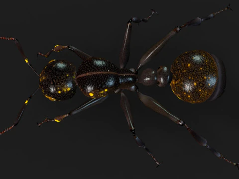 Formica-A1 Modello 3D