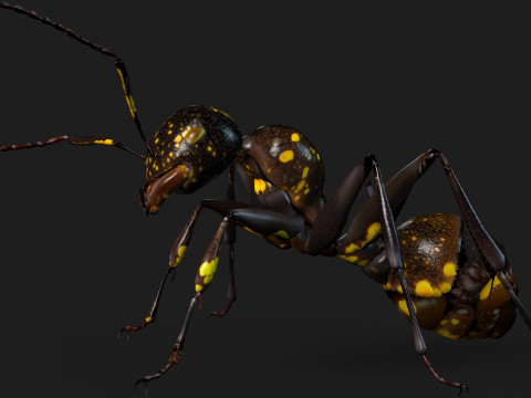 Ant-A1 3D 模型