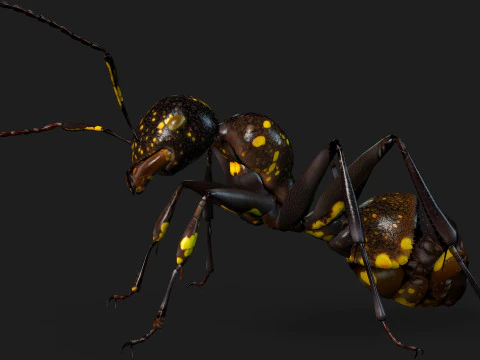 Formica-A1 Modello 3D