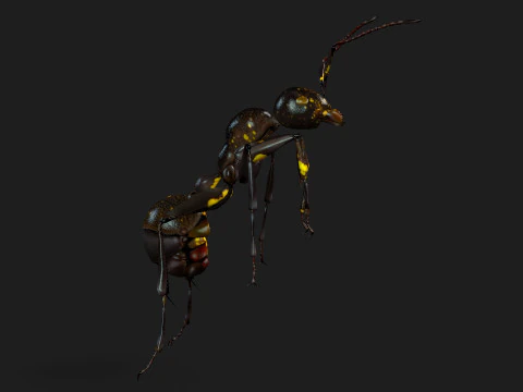 Formica-A1 Modello 3D