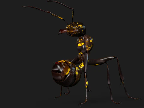 Formica-A1 Modello 3D