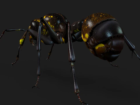 Formica-A1 Modello 3D