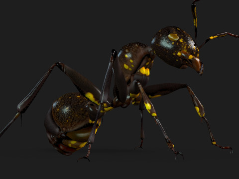Ant-A1 3D 模型