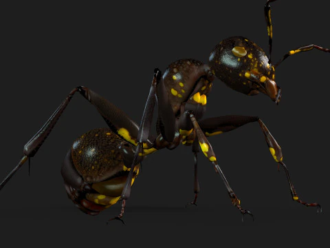 Formica-A1 Modello 3D