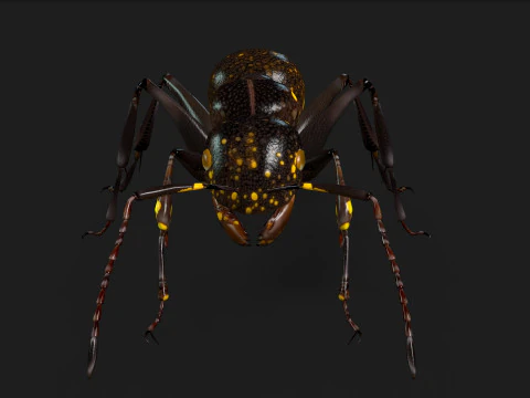 Formica-A1 Modello 3D