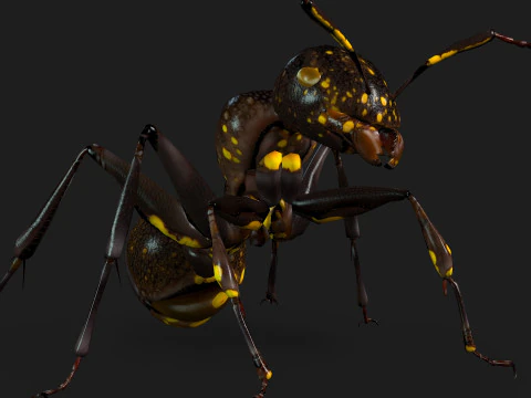 Formica-A1 Modello 3D