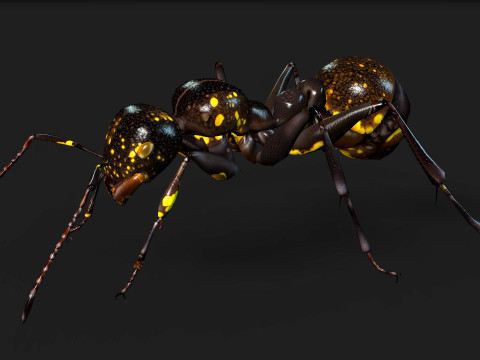Ant-A1 3D 模型