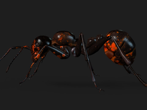 Ant-A2 3D Model
