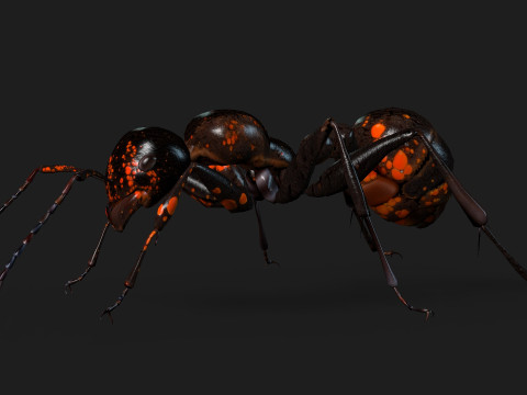 Ant-A2 3D Model