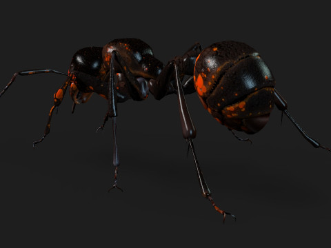 Ant-A2 3D Model