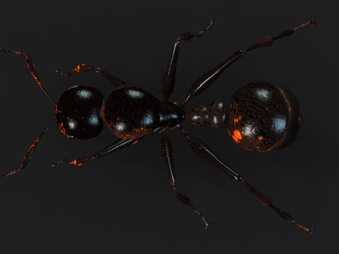 Ant-A2 3D Model