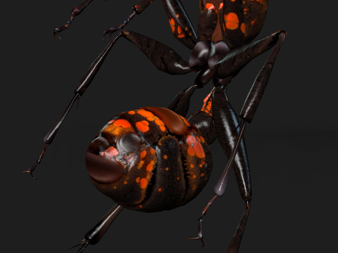 Ant-A2 3D Model