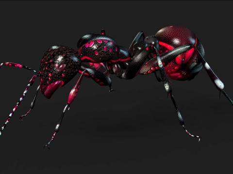 Ant-A3 3D Model