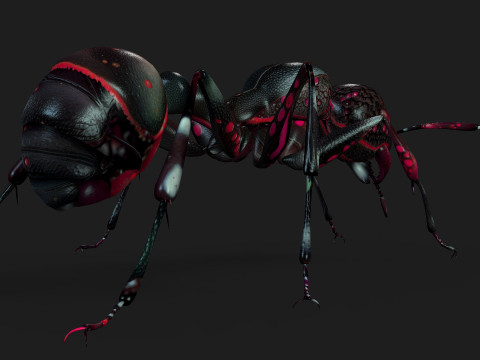 Ant-A3 3D Model