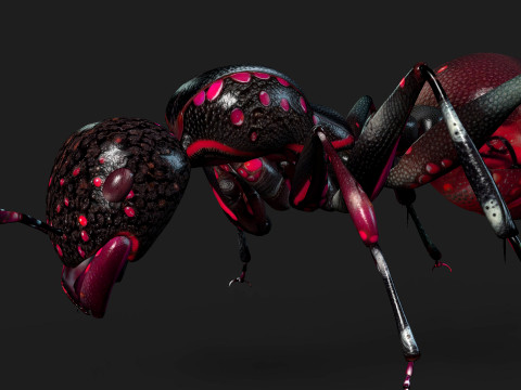 Ant-A3 3D Model