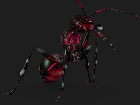 Ant-A3 3D Model
