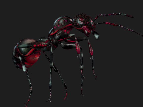 Ant-A3 3D Model