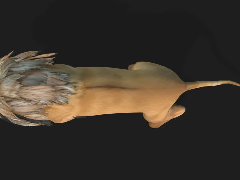 Lion-A1 3D Model