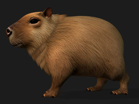 Capibara-A1 Modello 3D