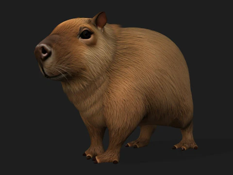 Capibara-A1 Modello 3D
