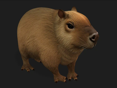 Capibara-A1 Modello 3D