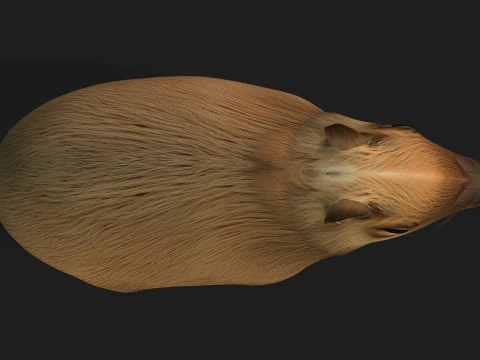 Capibara-A1 Modello 3D