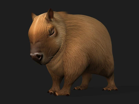 Capibara-A1 Modello 3D