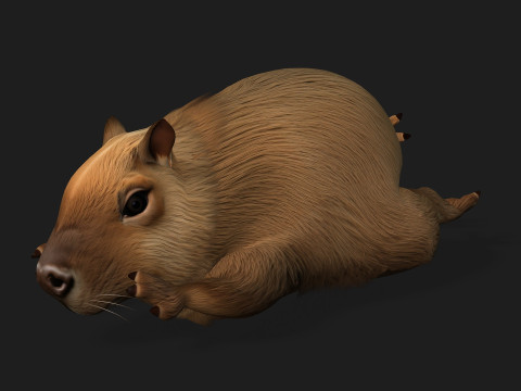 Capybara-A1 3D Model