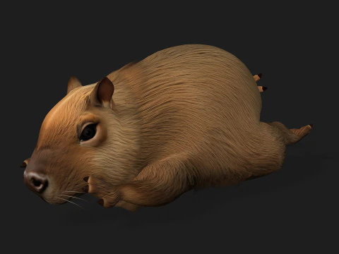 Capibara-A1 Modello 3D