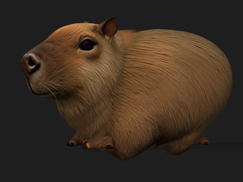 Capybara-A1 3D Model
