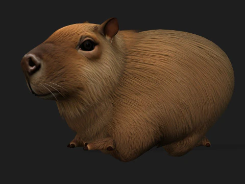 Capibara-A1 Modello 3D