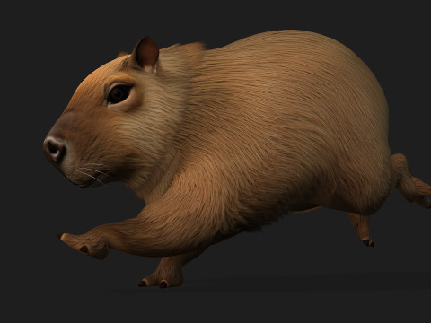 Capybara-A1 3D Model