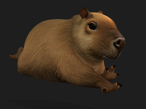 Capybara-A1 3D Model