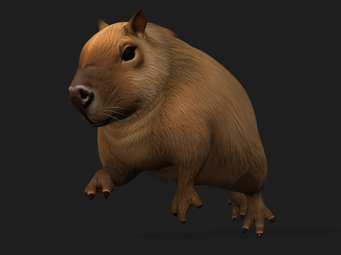 Capybara-A1 3D Model