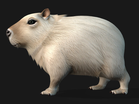 Capybara-A2 3D Model