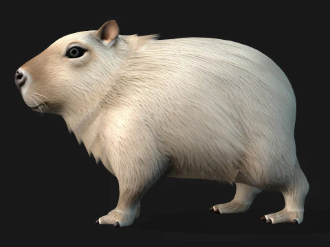 Capibara-A2 Modello 3D