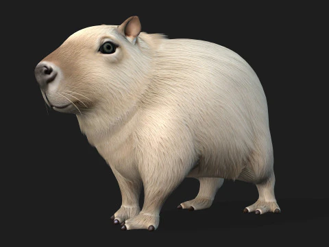 Capibara-A2 Modello 3D