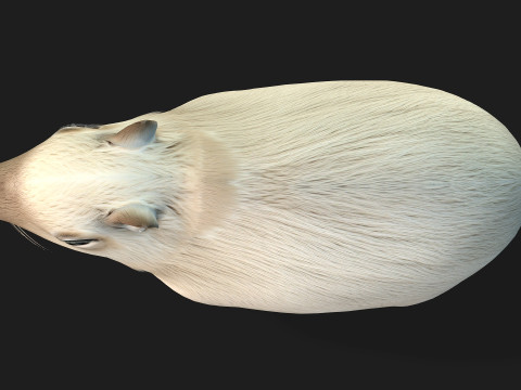 Capybara-A2 3D Model
