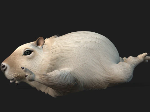 Capibara-A2 Modello 3D